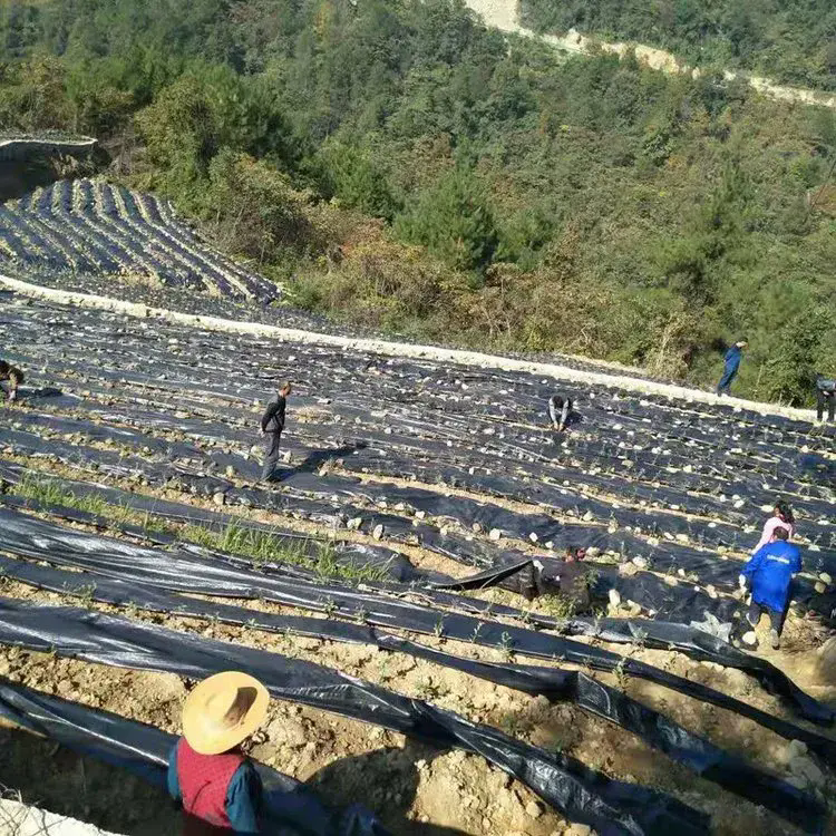 Vải thảo dược Weed Barrier giúp tạo ra môi trường phát triển sạch hơn và bền vững hơn như thế nào