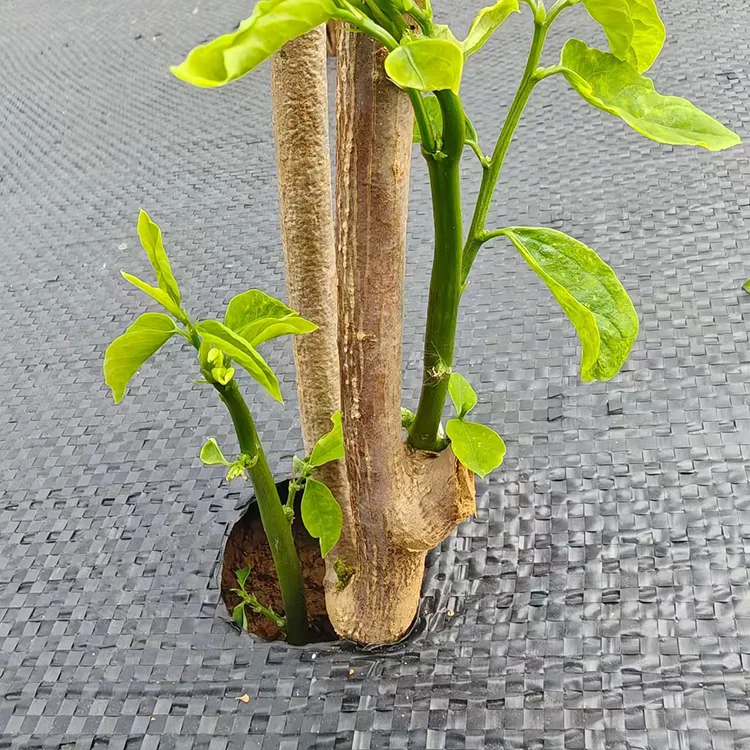 Vải kiểm soát cỏ dại đục lỗ